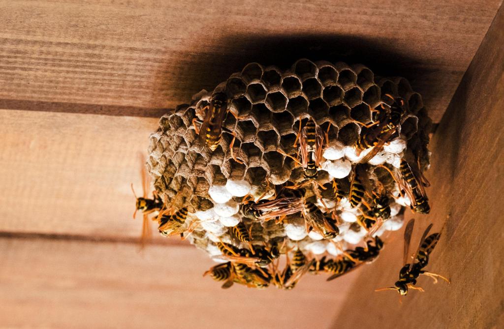 Nid de guêpes sous toiture avec infestation nuisibles frelons cafards fourmis punaises de lit rats souris Bouches du Rhône Var Alpes Maritimes